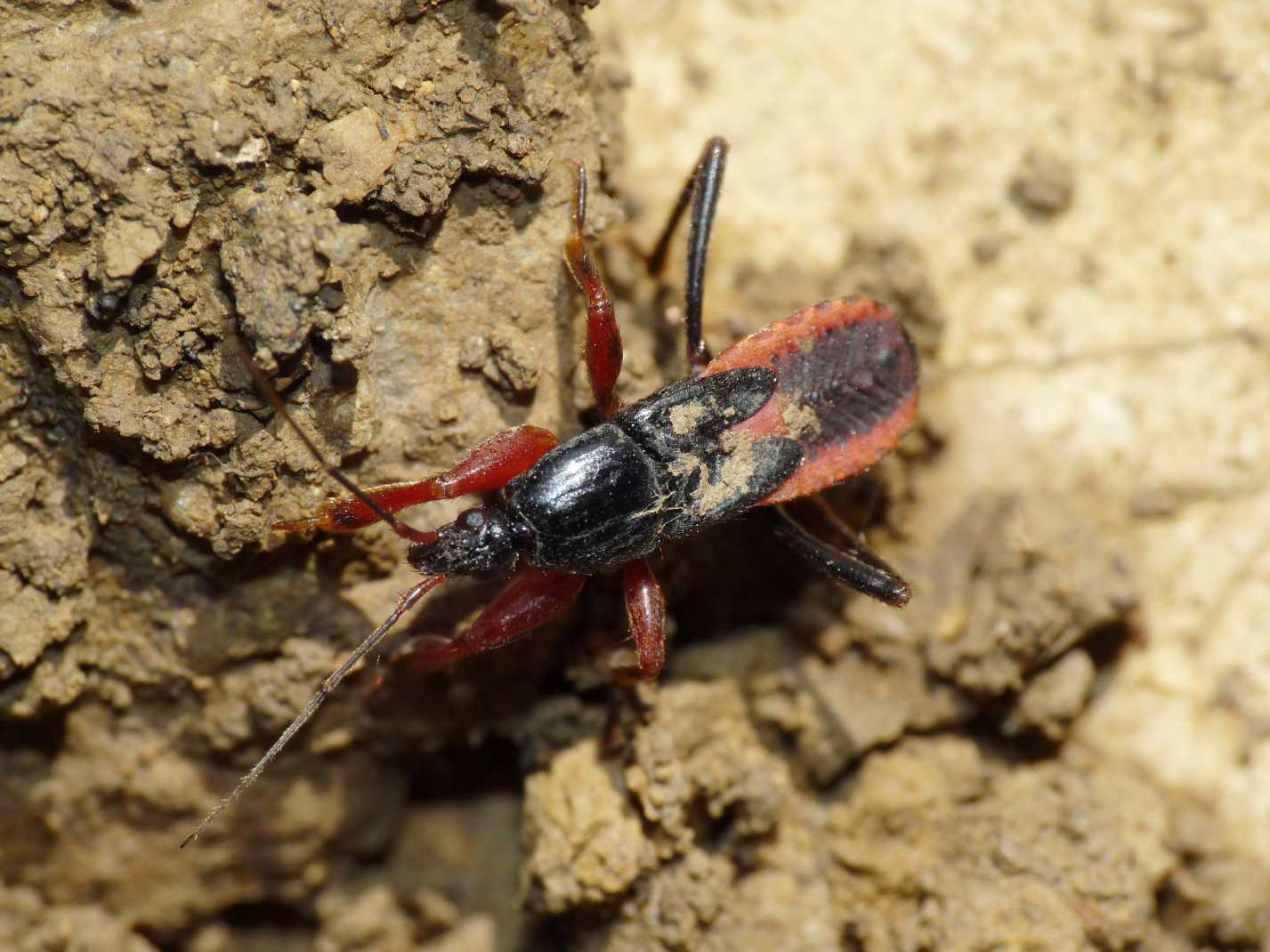 Reduviidae: Ectomocoris ululans, ninfe, del Lazio (Roma)